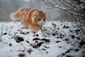 a cute cat photo that is cute
