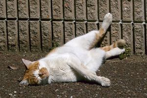 a cute cat photo that is cute