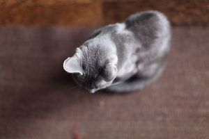 a cute cat photo that is cute