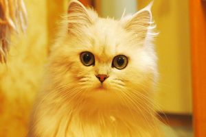 a cute cat photo that is cute