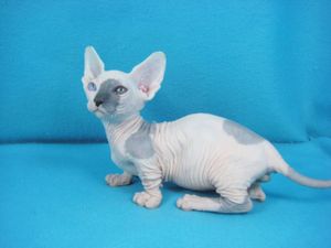 a cute cat photo that is cute