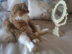 a cute cat photo that is cute