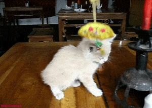 a cute cat photo that is cute