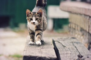 a cute cat photo that is cute