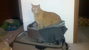 a cute cat photo that is cute