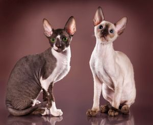 a cute cat photo that is cute