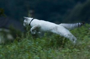a cute cat photo that is cute