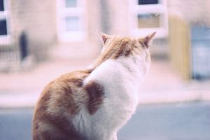 a cute cat photo that is cute