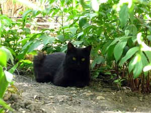 a cute cat photo that is cute