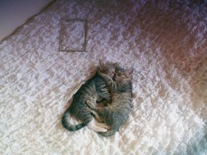 a cute cat photo that is cute