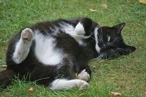 a cute cat photo that is cute