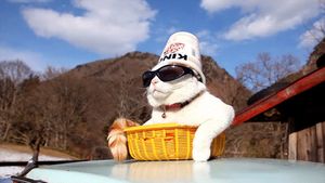 a cute cat photo that is cute