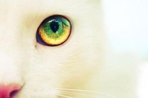 a cute cat photo that is cute