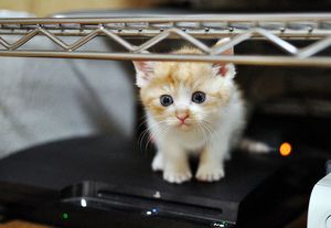 a cute cat photo that is cute