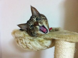 a cute cat photo that is cute