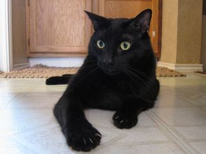 a cute cat photo that is cute