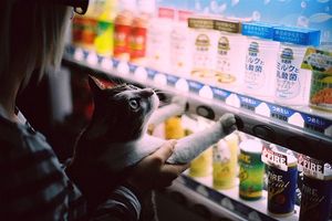 a cute cat photo that is cute