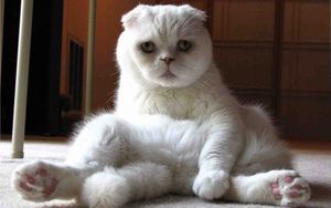 a cute cat photo that is cute