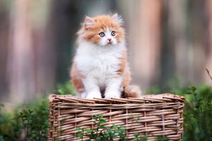a cute cat photo that is cute