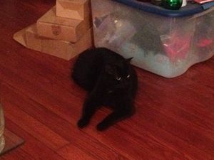 a cute cat photo that is cute