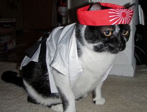 a cute cat photo that is cute