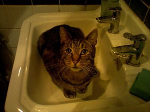 a cute cat photo that is cute