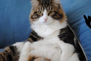 a cute cat photo that is cute