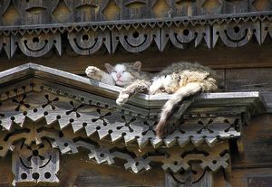 a cute cat photo that is cute