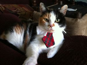 a cute cat photo that is cute