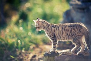 a cute cat photo that is cute