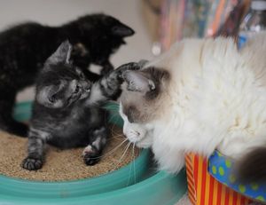 a cute cat photo that is cute