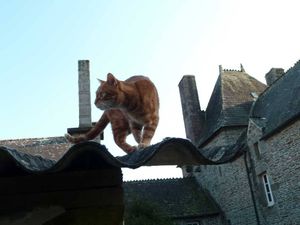 a cute cat photo that is cute