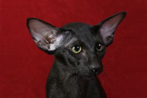 a cute cat photo that is cute