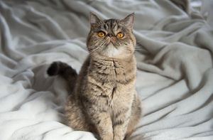 a cute cat photo that is cute