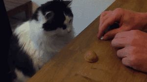 a cute cat photo that is cute