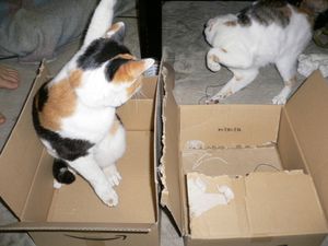 a cute cat photo that is cute