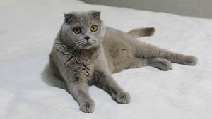 a cute cat photo that is cute