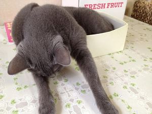 a cute cat photo that is cute