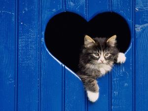 a cute cat photo that is cute
