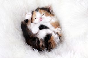 a cute cat photo that is cute