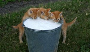 a cute cat photo that is cute