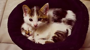 a cute cat photo that is cute