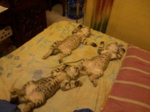 a cute cat photo that is cute