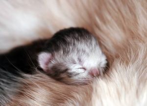 a cute cat photo that is cute