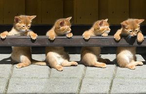 a cute cat photo that is cute