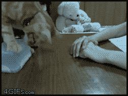 a cute cat photo that is cute