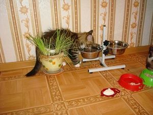 a cute cat photo that is cute