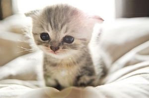 a cute cat photo that is cute