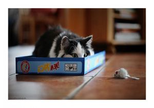 a cute cat photo that is cute