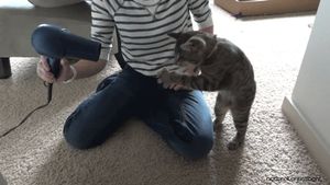 a cute cat photo that is cute